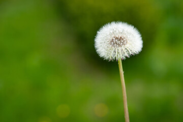 Air dandelion on a blurred background of green grass. White dandelion in the green. Electoral soft fokus.Tsvetenie wild flowers.