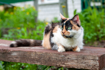 Domestic cat. Cute adult cat is in the garden.