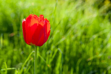 Red tulip. One red tulip on a blurred background of green grass. Selective soft focus.