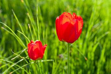 Obraz premium Red tulips. Two red tulip on a blurred background of green grass. Selective soft focus.