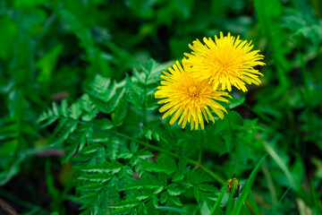 Yellow dandelions on a background of green grass. Close-up of young dandelions.