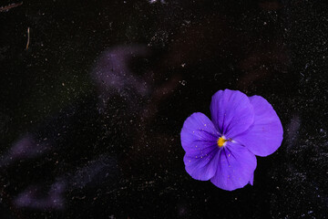 Dark photo of a purple flower with dust on polluted space background. Copy space.