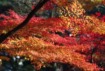 真っ赤に染まる紅葉