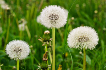 Fluffy dandelions in the grass. nature and flowers