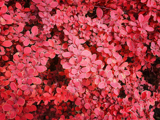 Background of small pink flowers