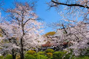 東京都台東区 上野公園、桜と清水観音堂