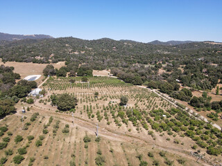 Aerial view of apple tree land in Julian, town famous for its apples and apple pie. San Diego,...