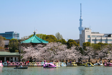 東京都台東区 春の上野公園 不忍池と桜
