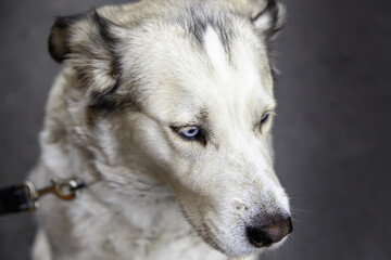 Siberian husky dog