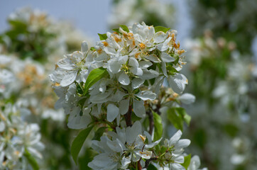 White Blossoms of a Tree