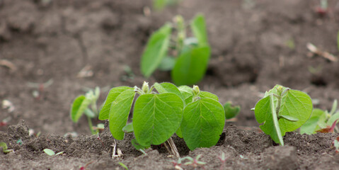 Young soybean sprout with the first leaves growing from the soil.