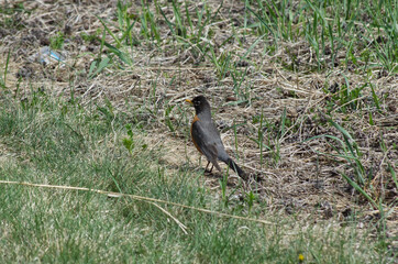 An American Robin in the Grass