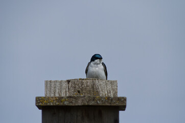 A Tree Swallow on a Birdhouse