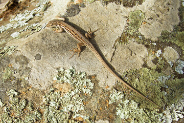 A small, brown, spotted lizard warms itself on a stone on a bright, sunny day, takes sun baths. The head of the reptile is turned to the side. The stone is gray and covered with lichens.