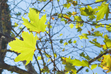 Fading yellow-green maple leaves on a branch. A bright sunny day. Against the background of green leaves, branches, tree trunks and the blue sky. The background is out of focus. Copy space.