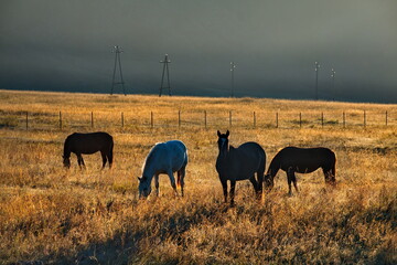 Russia. South of Western Siberia, Mountain Altai. Domestic horses graze peacefully in the autumn...
