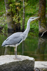 A heron standing on a rock, with green forest background and water