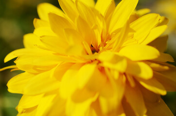 Macro picture close up of yellow flower