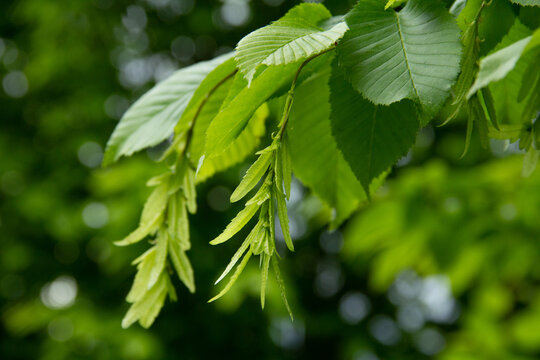 Hornbeam branch with young leaves and seeds on a blurred green background.