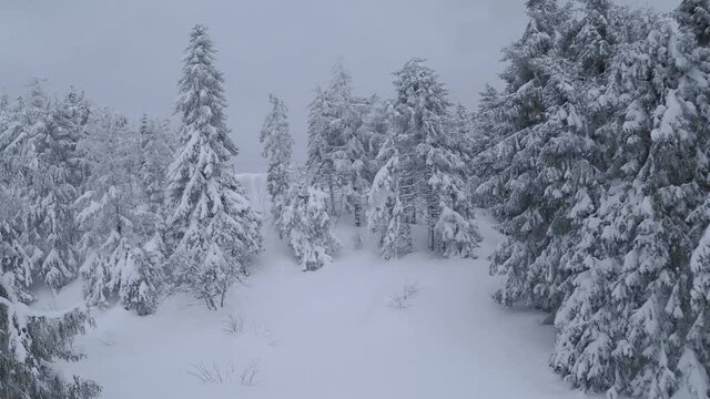 Aerial view of a fabulous winter mountain landscape close-up. Fast and maneuverable flight between snow-covered trees. Filmed on FPV drone.