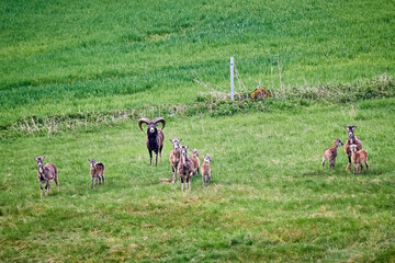 Europäische Mufflons ( Ovis gmelini musimon )