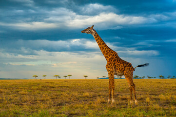 Fototapeta premium Giraffe 