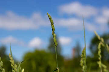 A green spike in a field of grass and a blue sky with white clouds in a blur