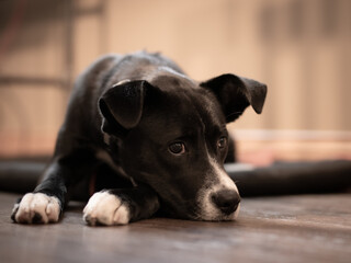 portrait of a dog laying down
