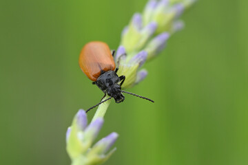 pyrrhidium sanguineum