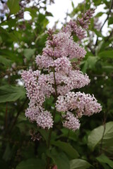 lilac flowers close-up, floral background