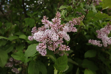 lilac flowers close-up, floral background