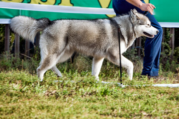 A beautiful husky dog running at a dog show in summer.