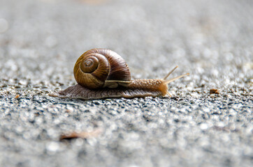Close-up macro image of a brown snail on a road surface. Shallow depth of field and very fine details on a large canvas