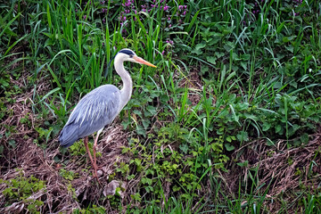 Graureiher ( Ardea cinerea ).