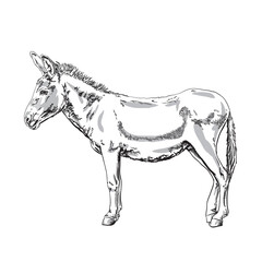 Donkey vector illustration of hand drawn neddy, isolated on transparent background.