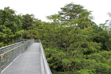 Fototapeta na wymiar footbridge in a public park (telok blangah hill park) in singapore 