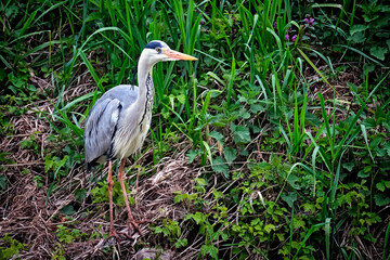 Naklejka premium Graureiher ( Ardea cinerea ).