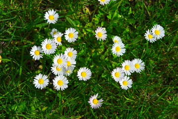 White meadow daisies close-up