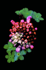 strange psychedelic flower on black background, pink and green tones