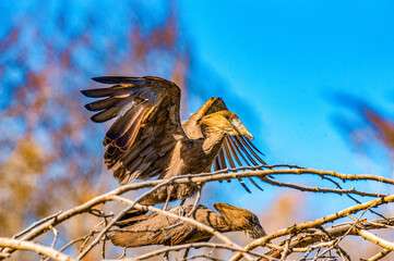 Birds of Prey 
