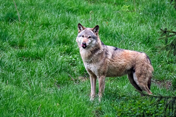 Europäischer Wolf ( Canis lupus ).