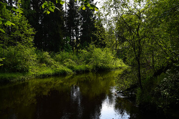 Fototapeta na wymiar Forest river circle in summer