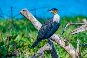 The Great Cormorant 
