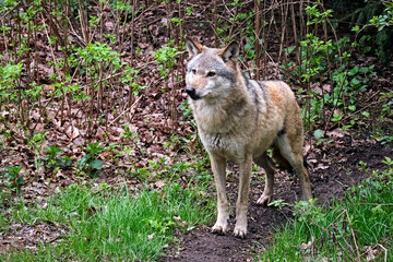 Europäischer Wolf ( Canis lupus ).