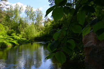 Close-up of a linden branch
