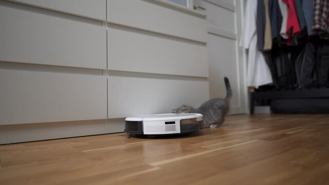Pet and housework, smart technology concept. Robot vacuum cleaner and playing gray tabby Scottish Straight kitten at home. Cat kid and robotic vacuum cleaner in room. Smart home, daily vacuuming