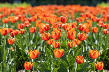 Fototapeta premium Group of Orange tulips with stamens and pestle is on a blurred green background
