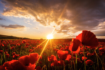 Red poppies field