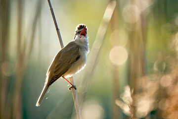 Drosselrohrsänger ( Acrocephalus arundinaceus ).