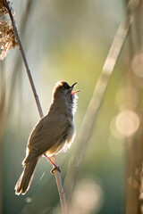 Drosselrohrsänger ( Acrocephalus arundinaceus ).